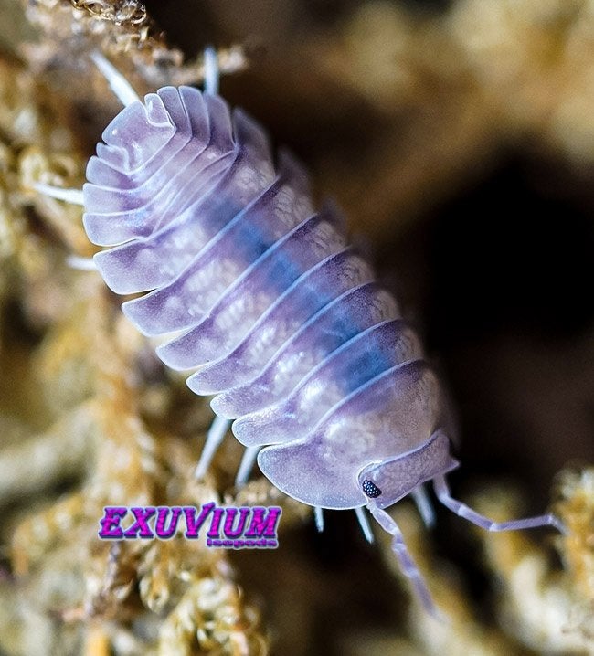 Nesodillo arcangelii Purple Ghost isopods / pissebedden, Dieren en Toebehoren, Overige soorten