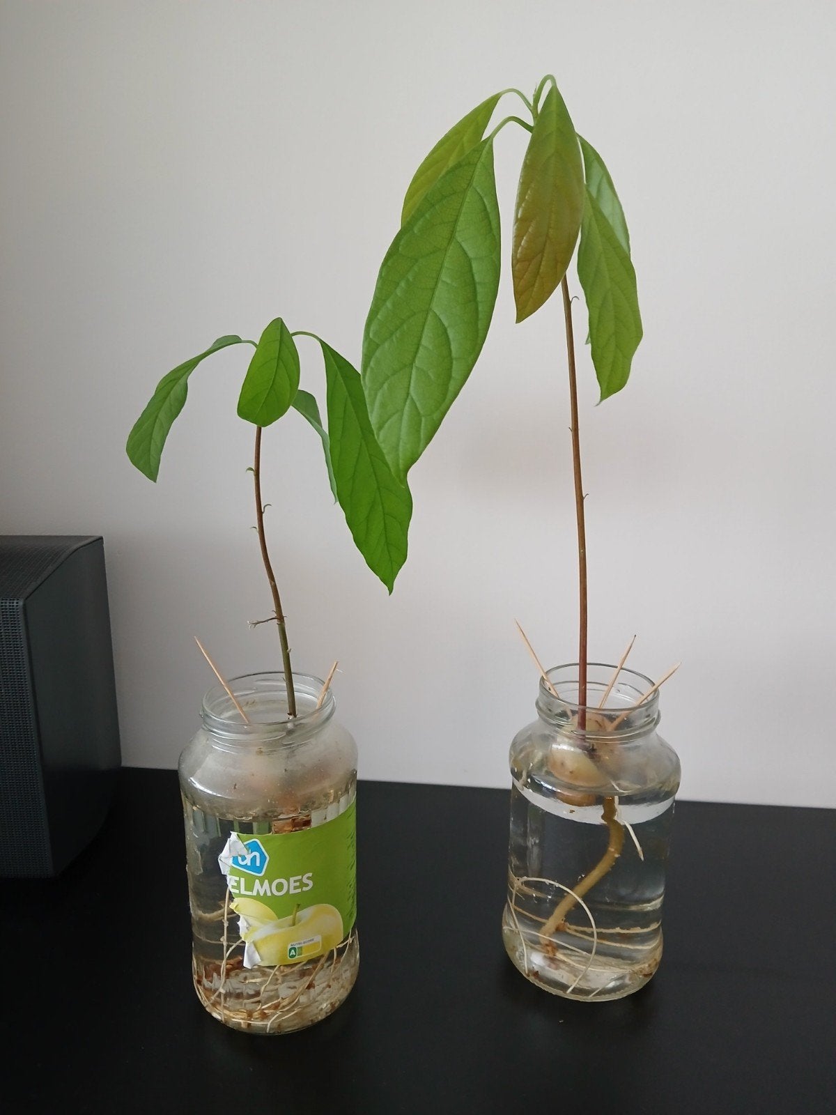 Avocado plantje in water - klaar om te planten, Ophalen, Eenjarig, Volle zon