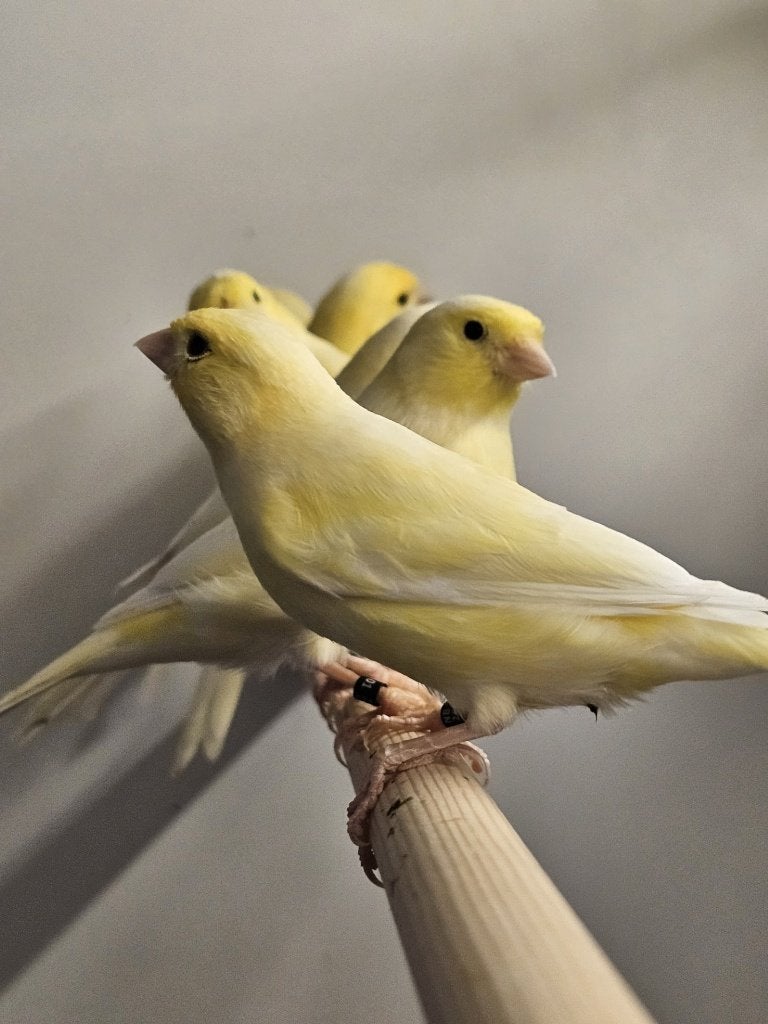 Harzer Roller kanarie | Echte zangkanarie | Mannen en poppen, Dieren en Toebehoren, Meerdere dieren, Zangkanarie