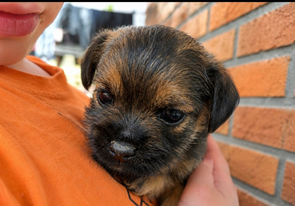 Border terrier pup, Dieren en Toebehoren, Honden | Jack Russells en Terriërs, Overige rassen, 8 tot 15 weken, Teef, Parvo
