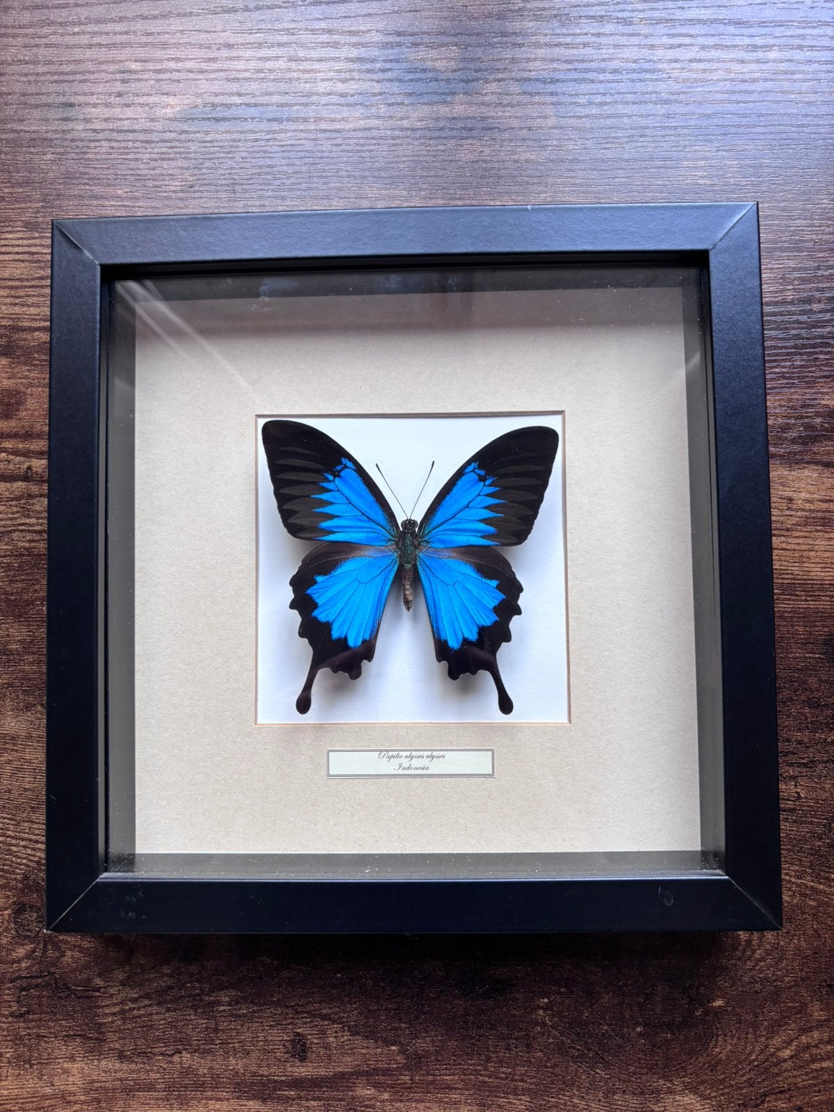 Prachtige ingelijste Papilio ulysses ulysses vlinder, Ophalen, Gebruikt, Insect, Opgezet dier