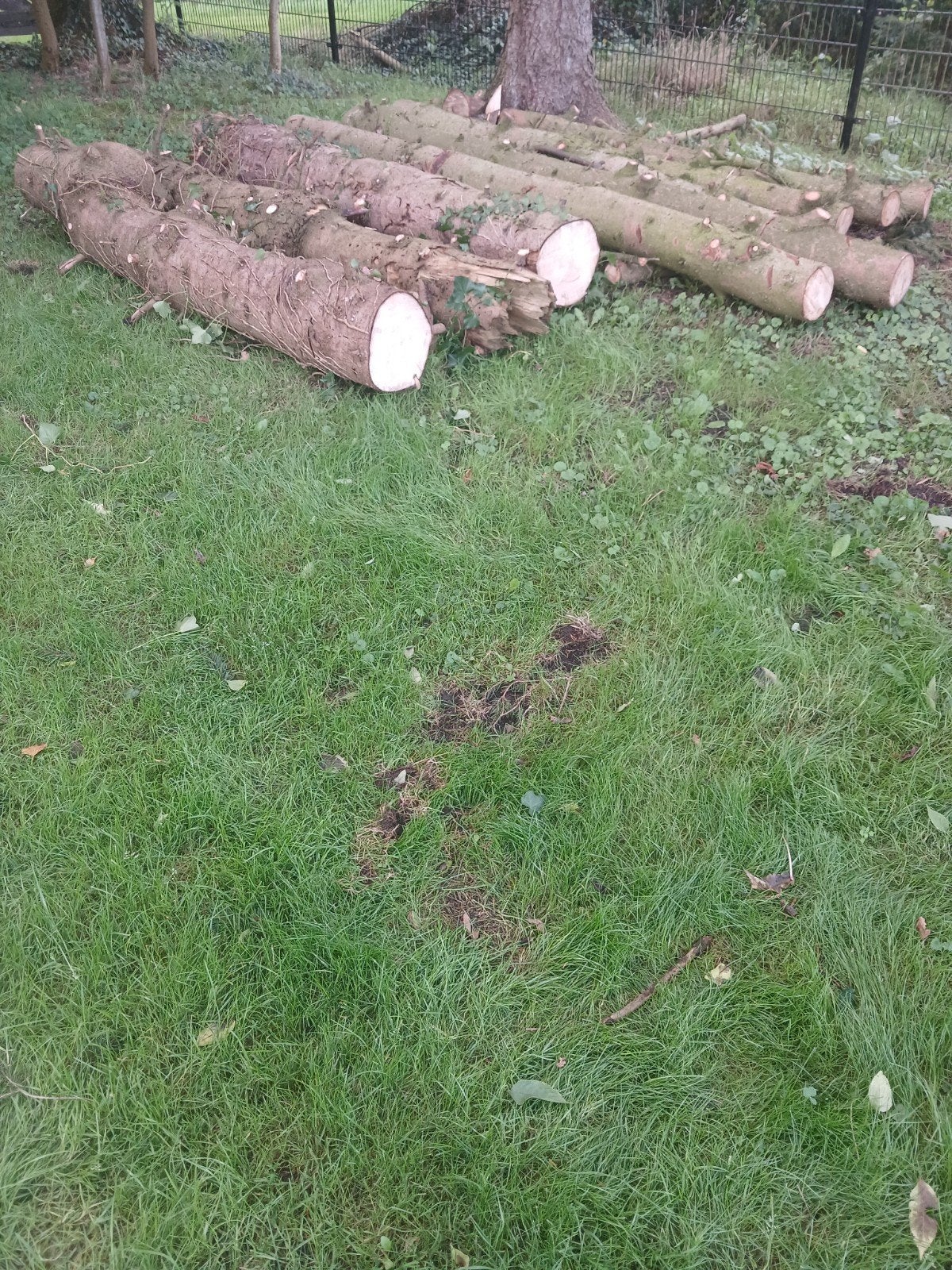 Dennen brandhout, Minder dan 3 m³, Ophalen