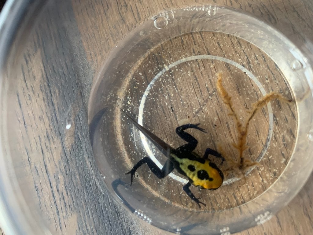 Dendrobates Tinctorius gifkikker kikkervisjes, Dieren en Toebehoren, Amfibie, 0 tot 2 jaar