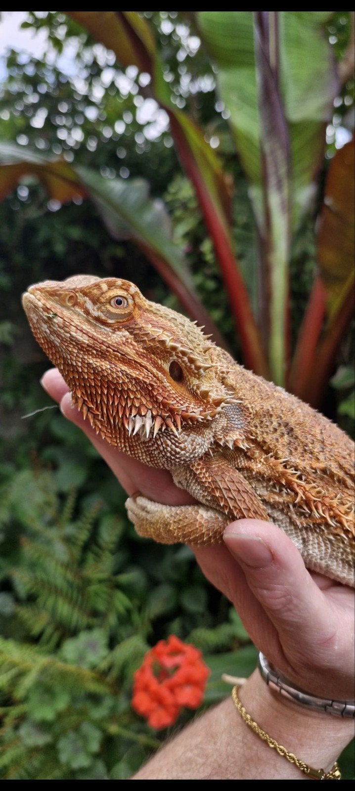 Een Prachtige baardagaam vrouw van 2,5 jaar beschikbaar!, Dieren en Toebehoren, Hagedis
