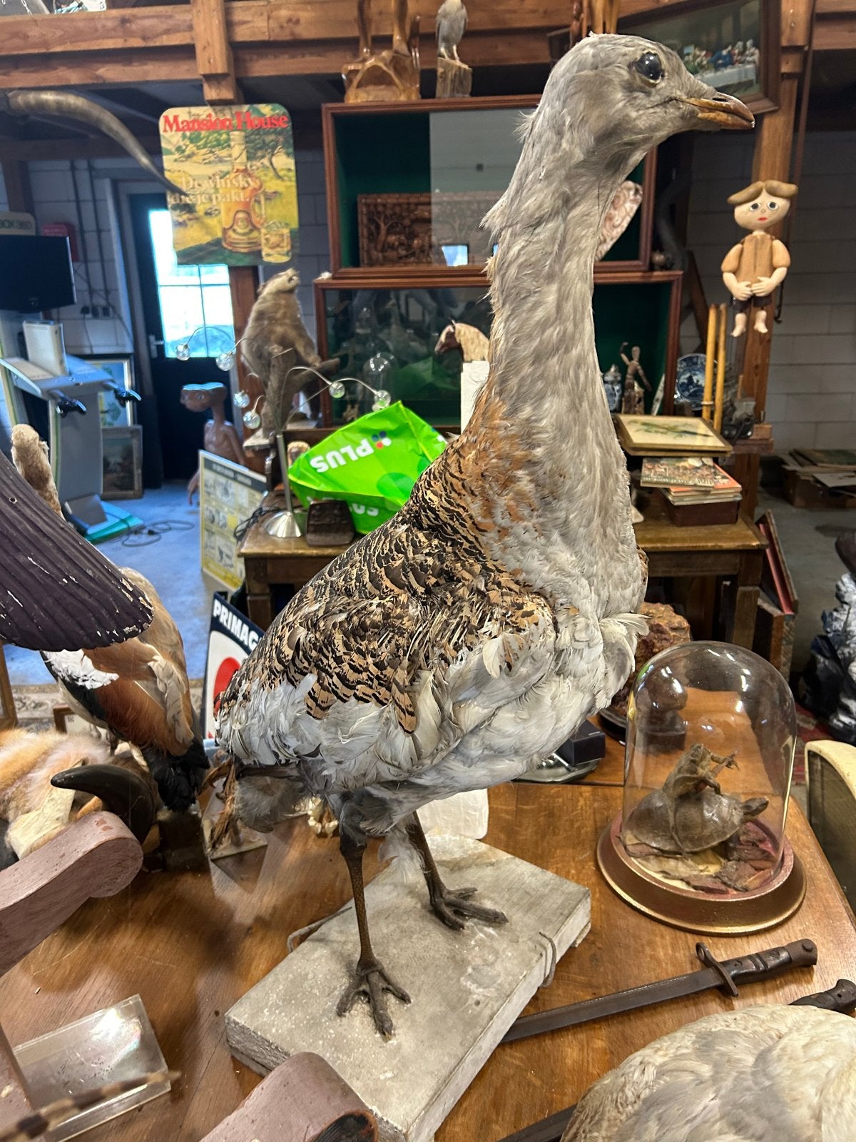 Mooie zeldzame grote trap taxidermy, Ophalen