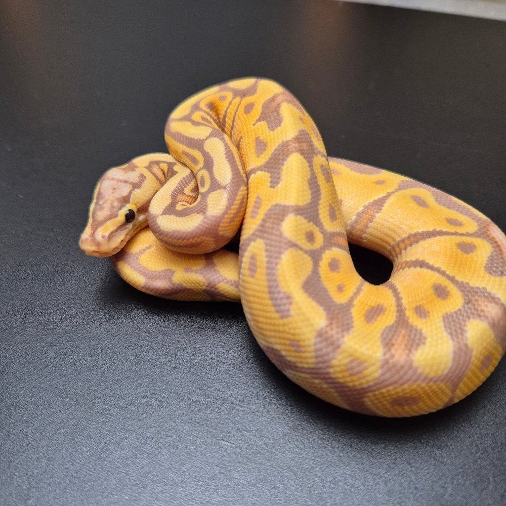 banana enchi pastel p. regius Ball Python photo 3
