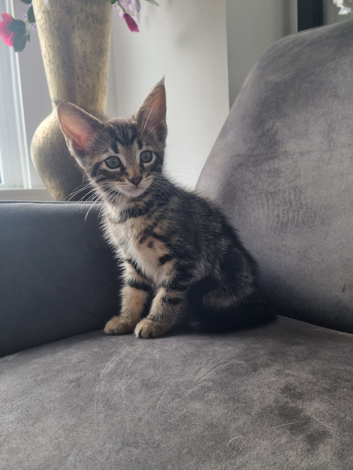 Maine coon kittens kruising, Dieren en Toebehoren, Meerdere dieren, Ontwormd, 0 tot 2 jaar