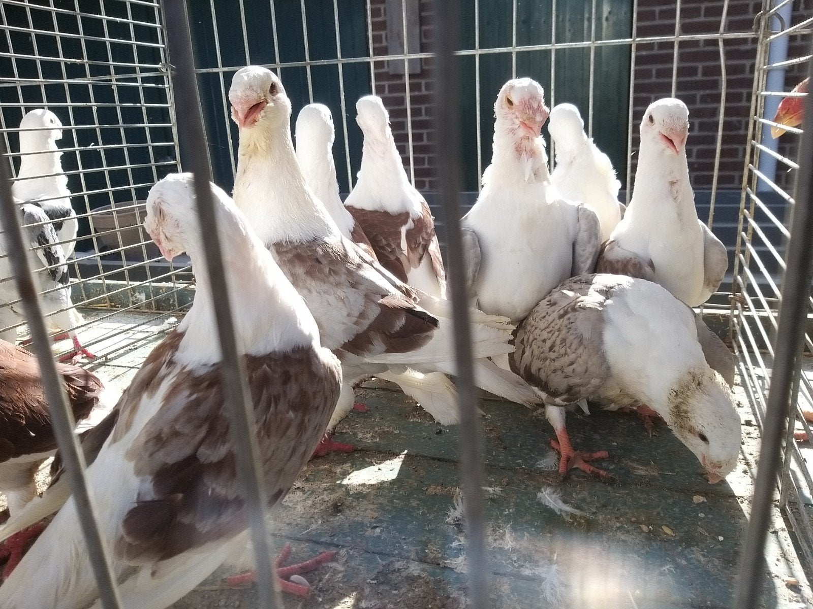 antwerpse smierels, Dieren en Toebehoren, Meerdere dieren, Overige soorten