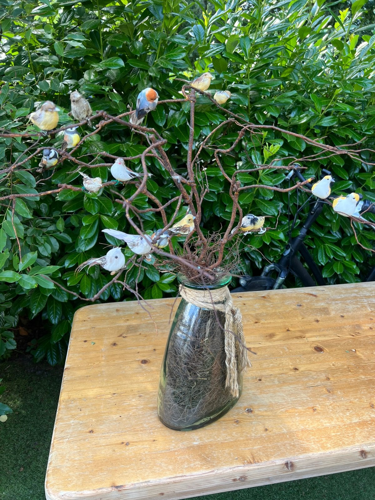 Decoratie, Bloeit niet, Overige soorten, 100 tot 250 cm, Ophalen