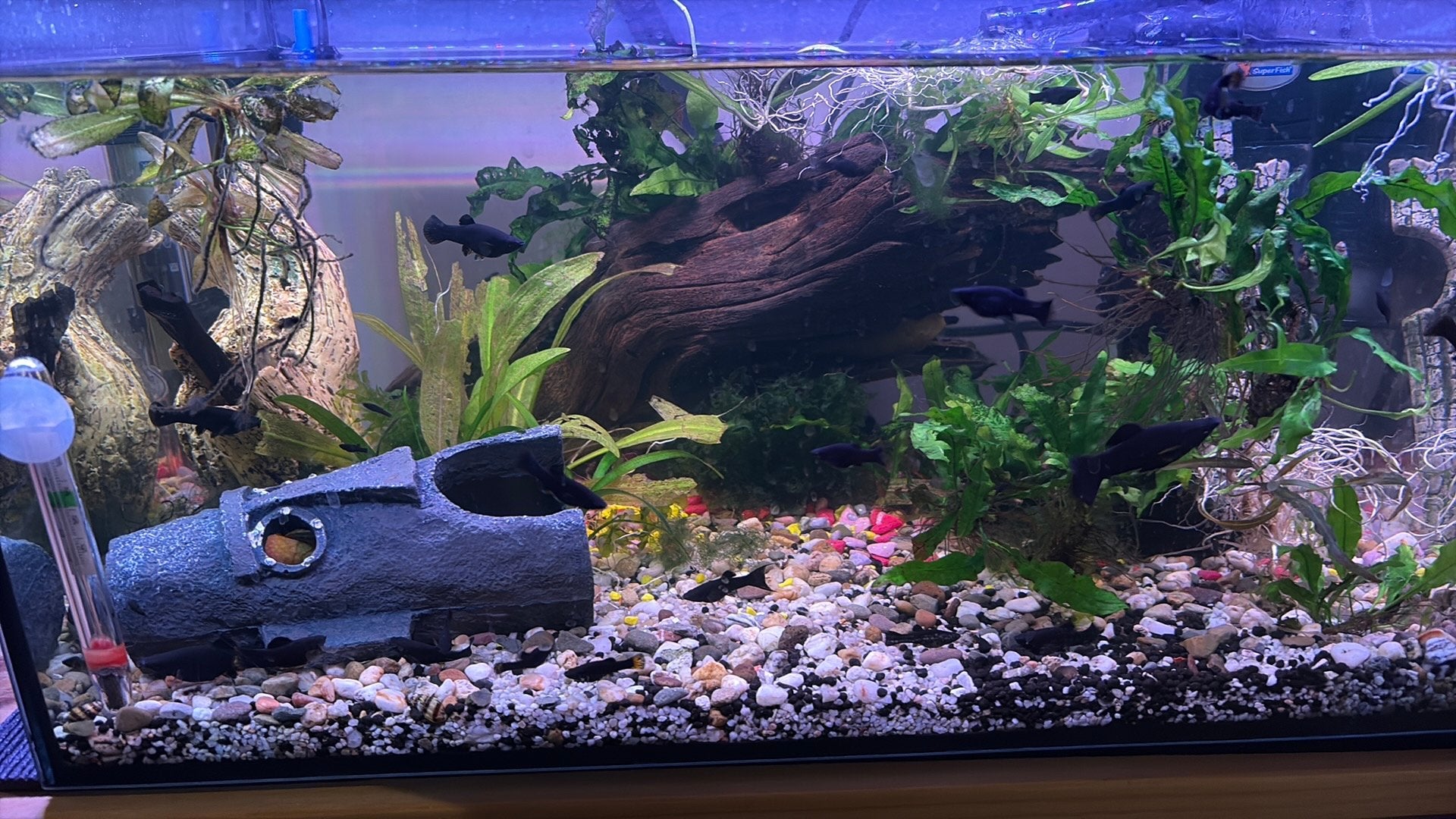 Aquarium vissen, Vis, Zoetwatervis, Schoolvis