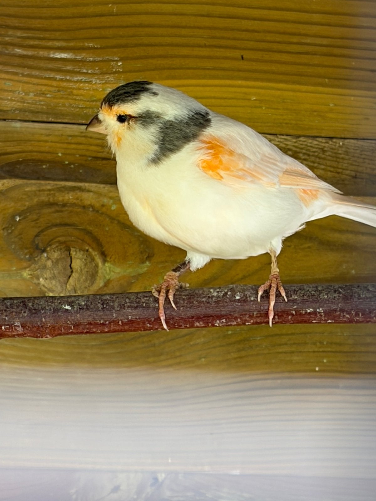Harlekijn pop, Vrouwelijk, Kleurkanarie