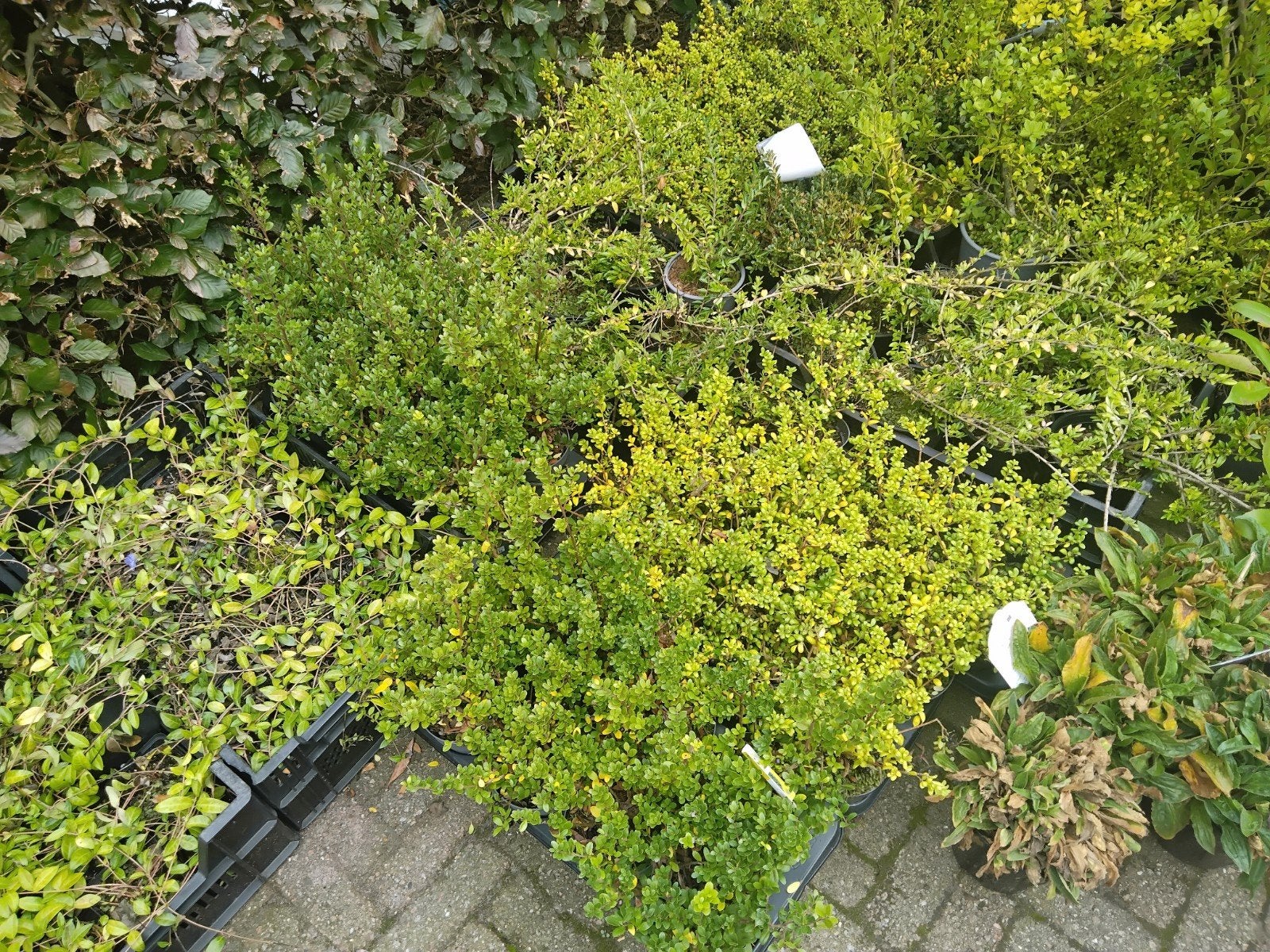 Ilex granata, Ophalen, Minder dan 10 m²