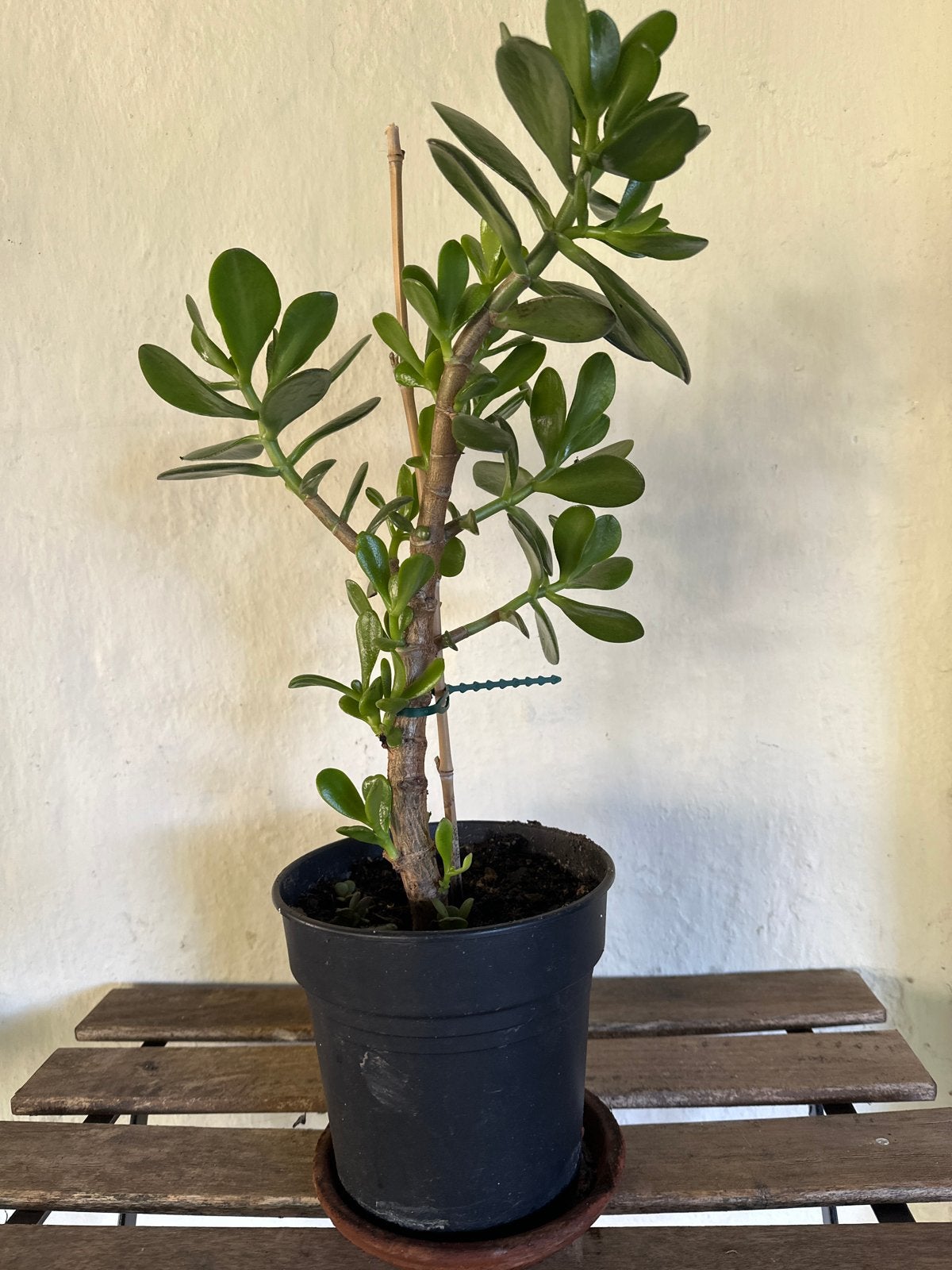 Mooie Crassula Ovata (Jadeplant) - 50cm hoog, Huis en Inrichting, Ophalen, Vetplant, Halfschaduw, In pot