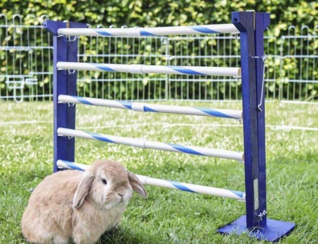 Konijn hindernis en speeltje, Dieren en Toebehoren, Mannelijk, Geit