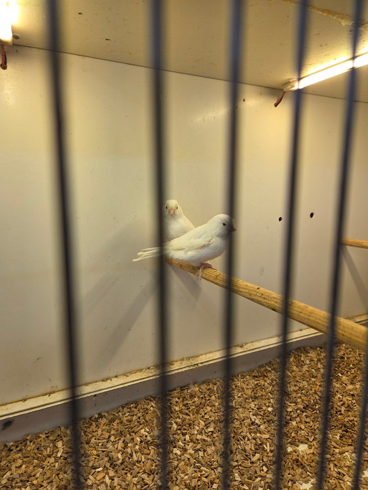 witte kanaries, Dieren en Toebehoren, Vogels | Kanaries, Meerdere dieren, Kleurkanarie
