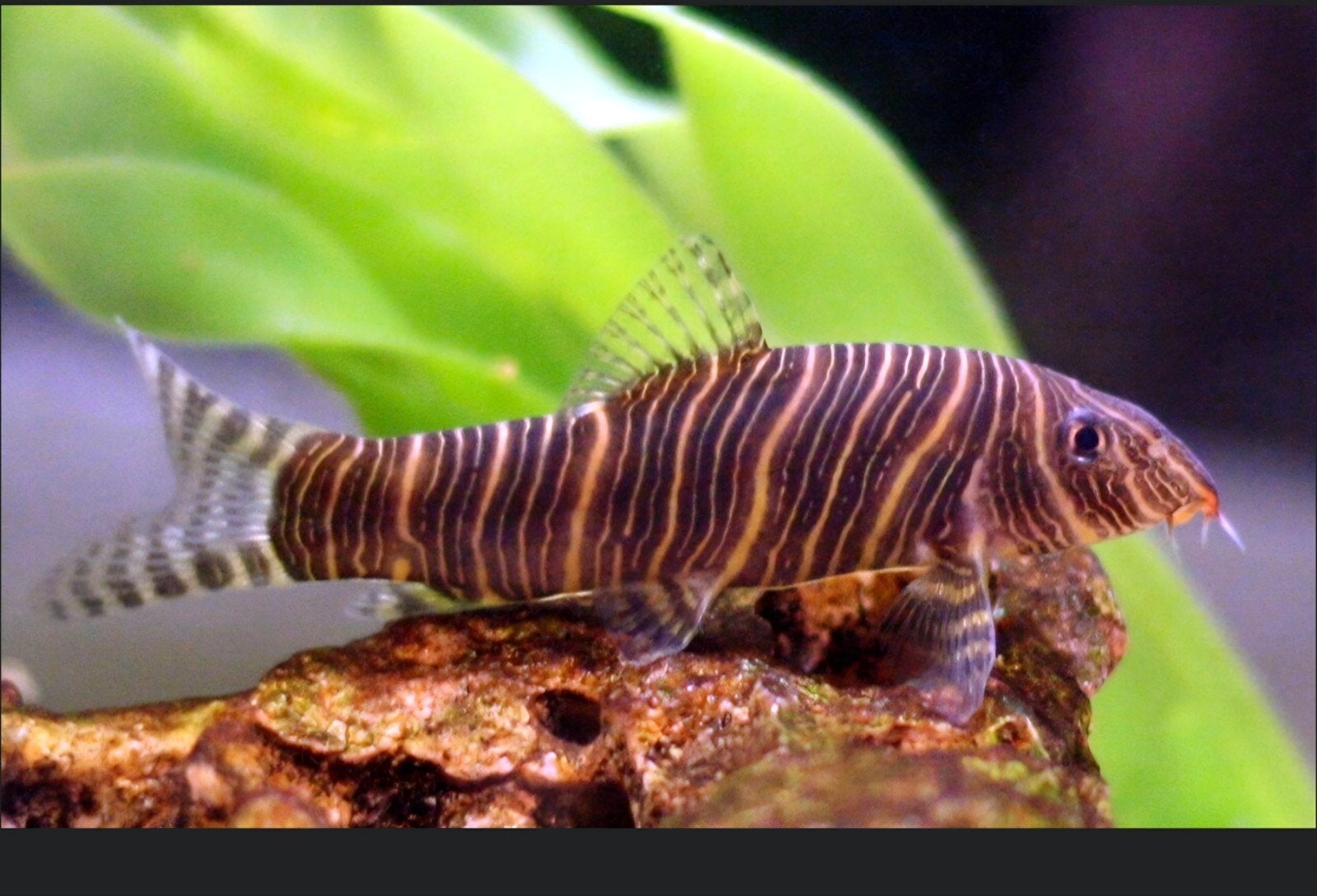 gezocht: Botia en danio vissen, Vis, Zoetwatervis, Schoolvis