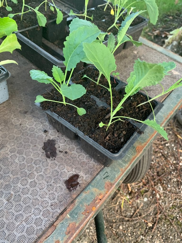 Palmkool plantjes, Ophalen, Volle zon, Groenteplanten, Eenjarig