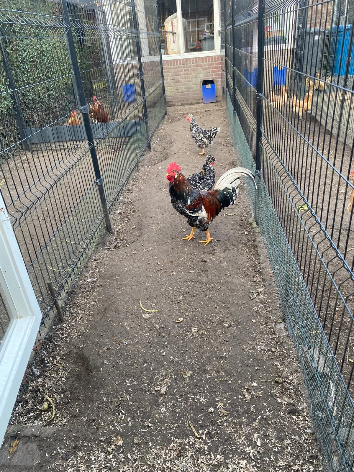 Te koop trio zweedse bloemen kip groot en zuiver ras, Meerdere dieren, Kip