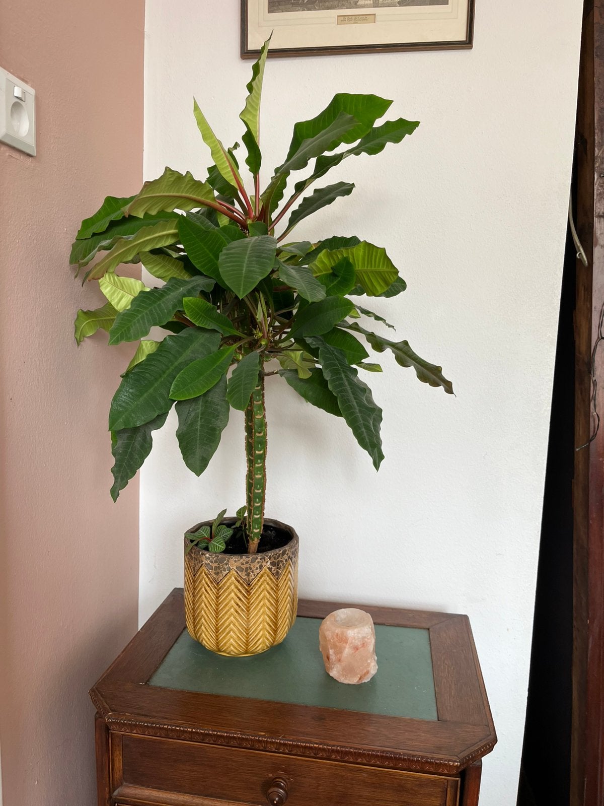 Euphorbia leuconeura - Madagascar Jewel, Huis en Inrichting, Kamerplanten, Vetplant, Minder dan 100 cm, Groene kamerplant, Halfschaduw