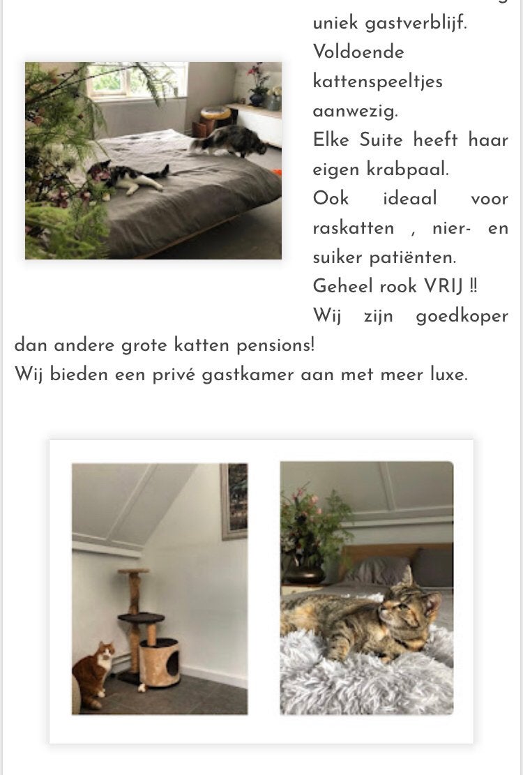 Katten-hotel Sliedrecht : uniek gastverblijf, Pension of Dagopvang