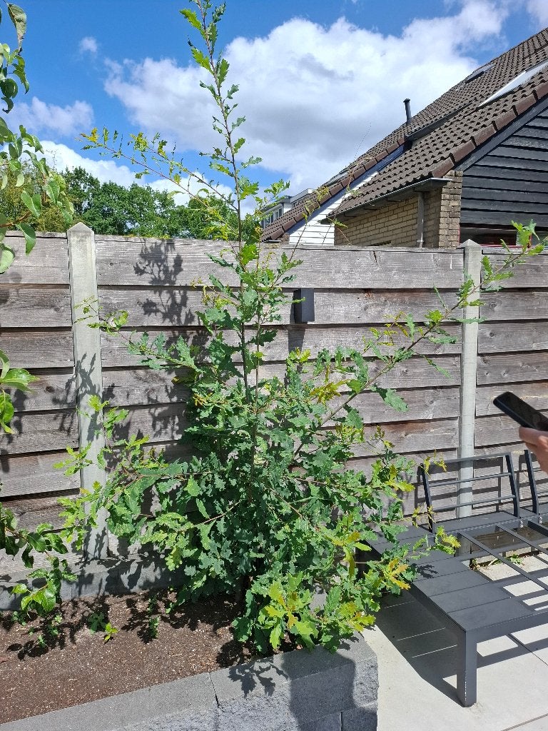 Zomereik (Quercus Robur), Tuin en Terras, Planten | Bomen, Overige soorten, Lente, 100 tot 250 cm, Ophalen