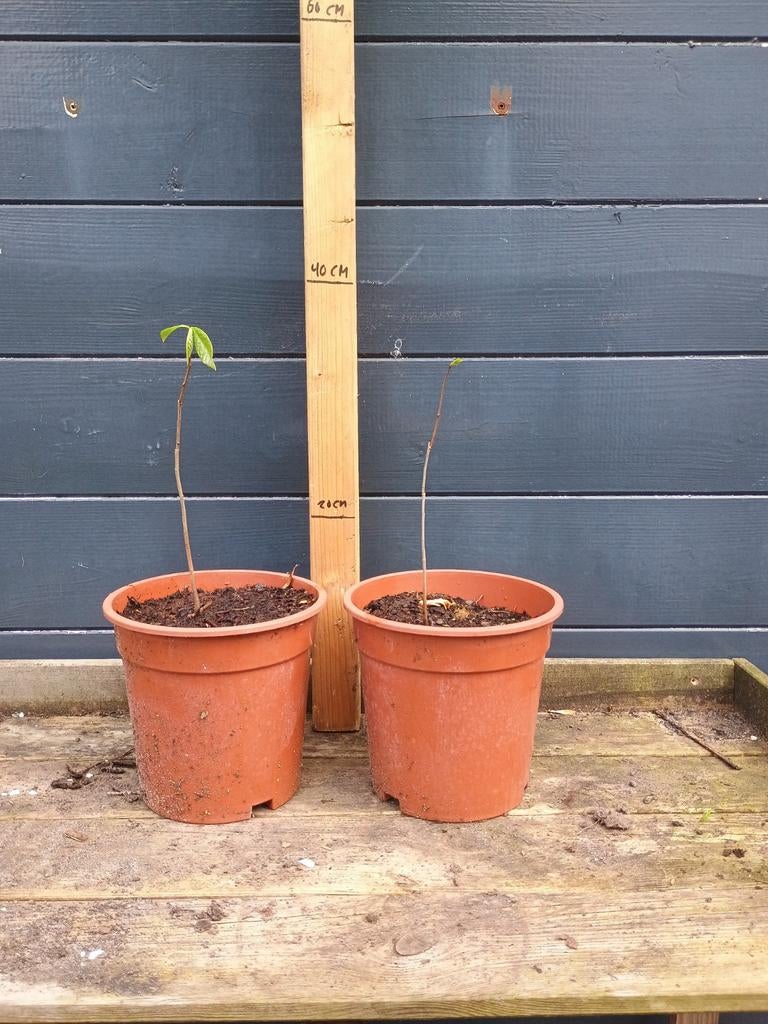 Pawpaw boom - Asimina triloba - Jonge planten, Minder dan 100 cm, Lente, Overige soorten, Volle zon