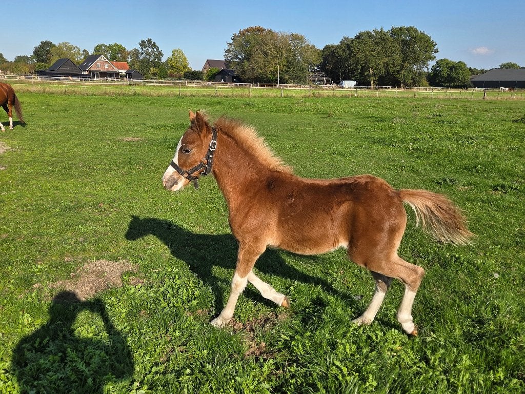mooie welsh B hengstveulens  =VERKOCHT=, Met stamboom, Niet van toepassing, 0 tot 2 jaar, Hengst