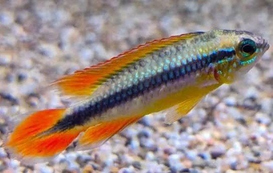 Apistogramma agassizii Red Gold per paar - Koidream Valburg