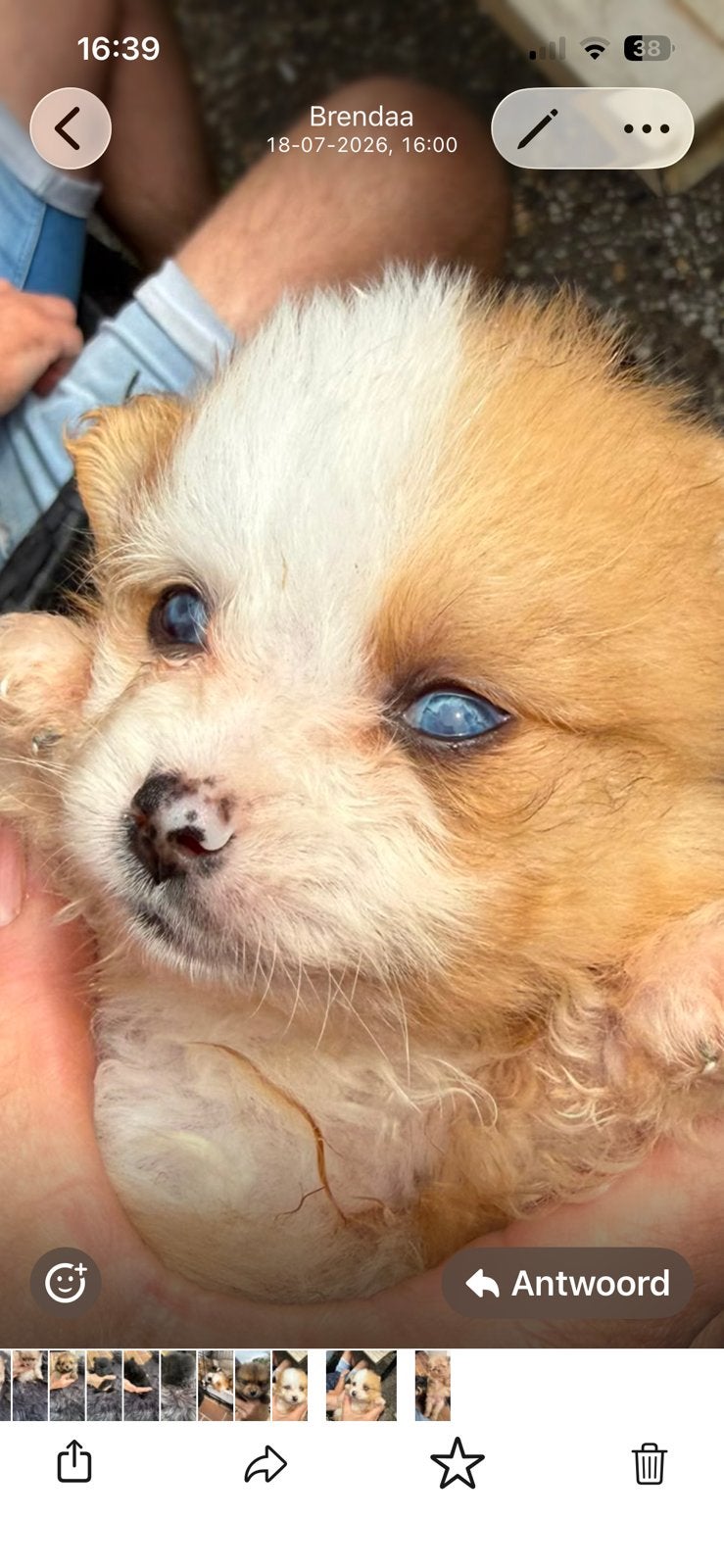 Mooie pompriaan pups, Parvo, 8 tot 15 weken, Geslacht onbekend, Meerdere