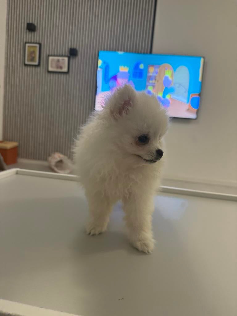 Pomeriaan teefje (pup), Dieren en Toebehoren, Parvo, 8 tot 15 weken, Teef, Eén hond