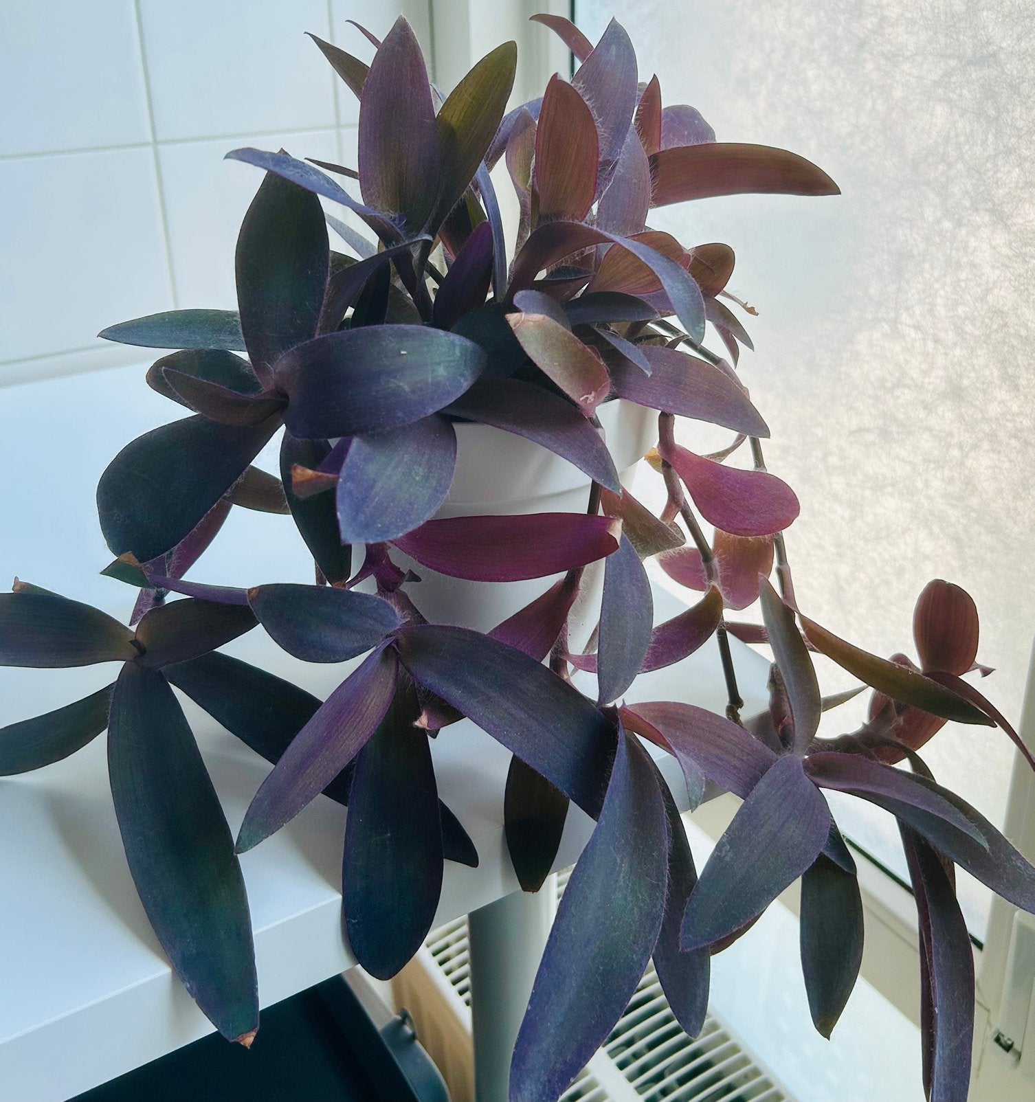 Super Fleurige ‘Purple Heart’ kweek, In pot, zie info, Overige soorten, Ophalen of Verzenden, In pot, Minder dan 100 cm