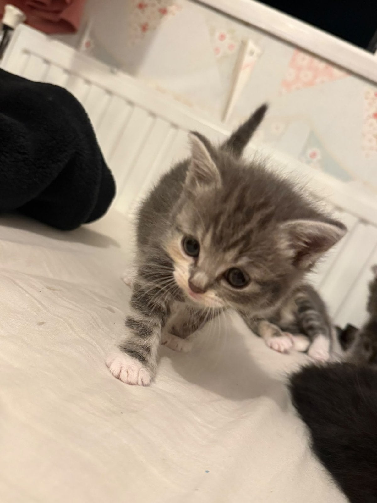 Lieve en speelse kitten zoekt een fijn thuis, Poes