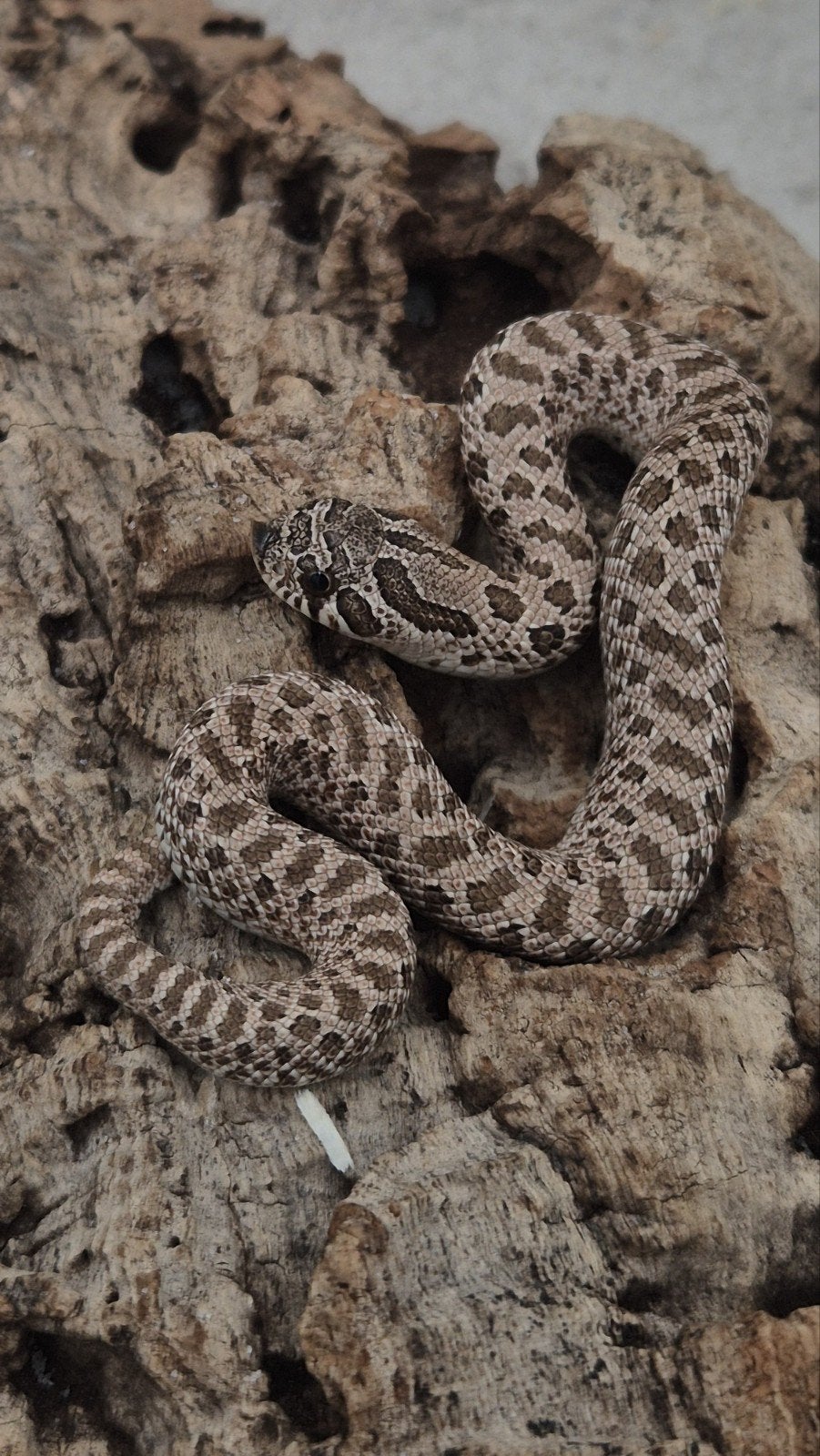 Haakneusslang het maitai Hognose Snake - unknown for sale from De Jong