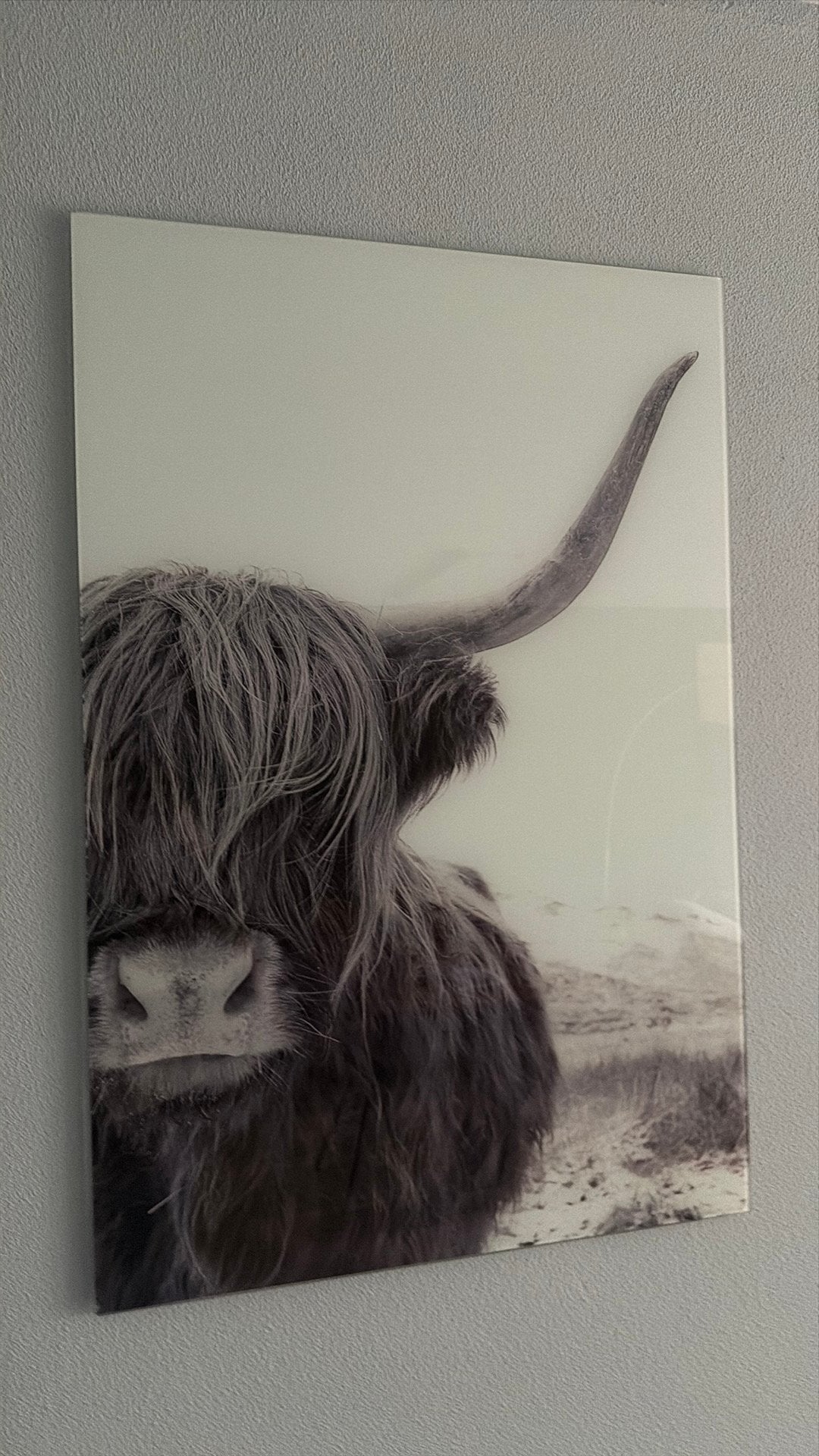 Glas fotoschilderij Schotse hooglander, Ophalen, Minder dan 50 cm, Zo goed als nieuw, Schilderij