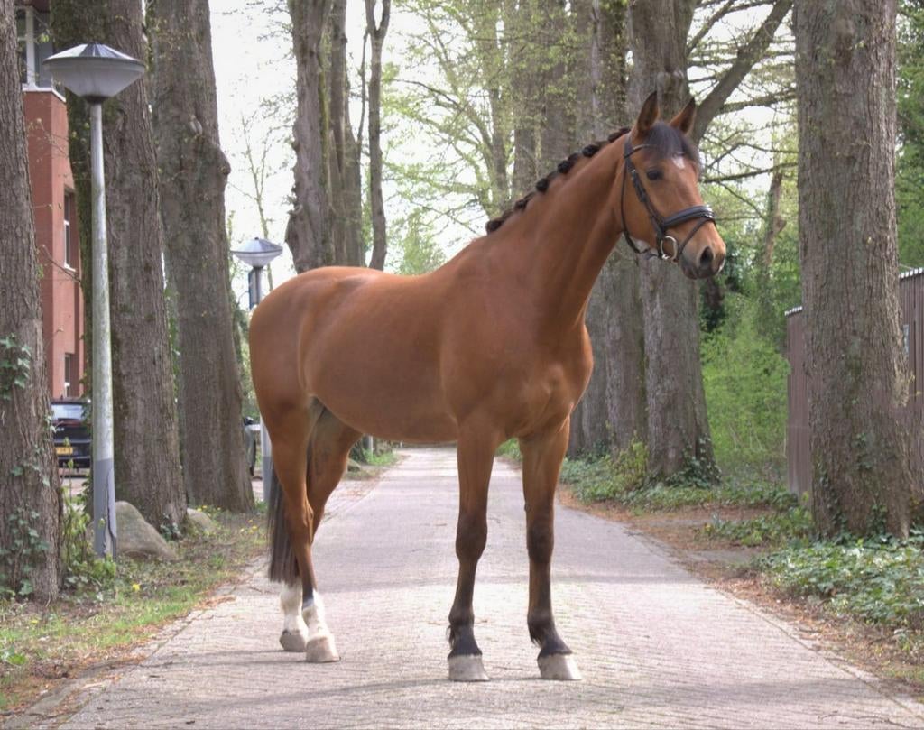 Veel belovende jonge ruin Sepp, Dieren en Toebehoren, Paarden, Ruin, 3 tot 6 jaar, Dressuurpaard