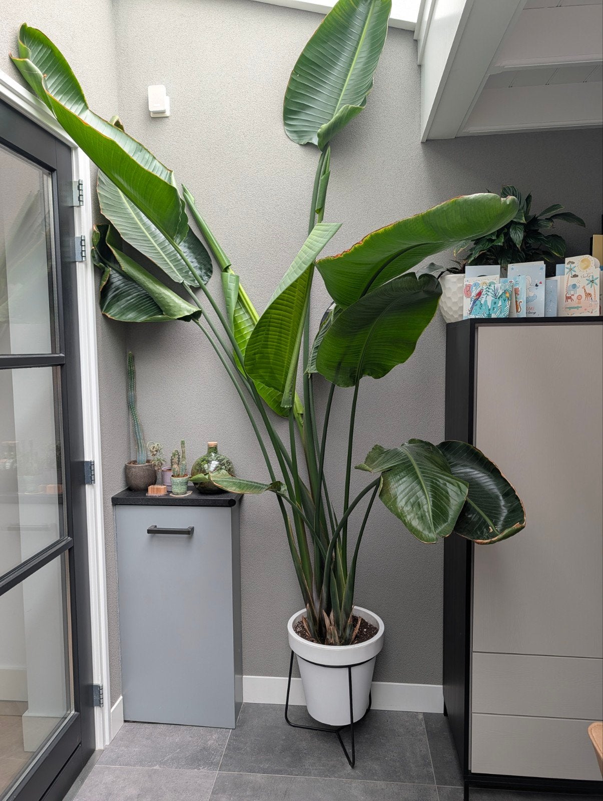 Grote Paradijsvogelplant (Strelitzia nicolai) 3m hoog, Ophalen, Halfschaduw, 200 cm of meer