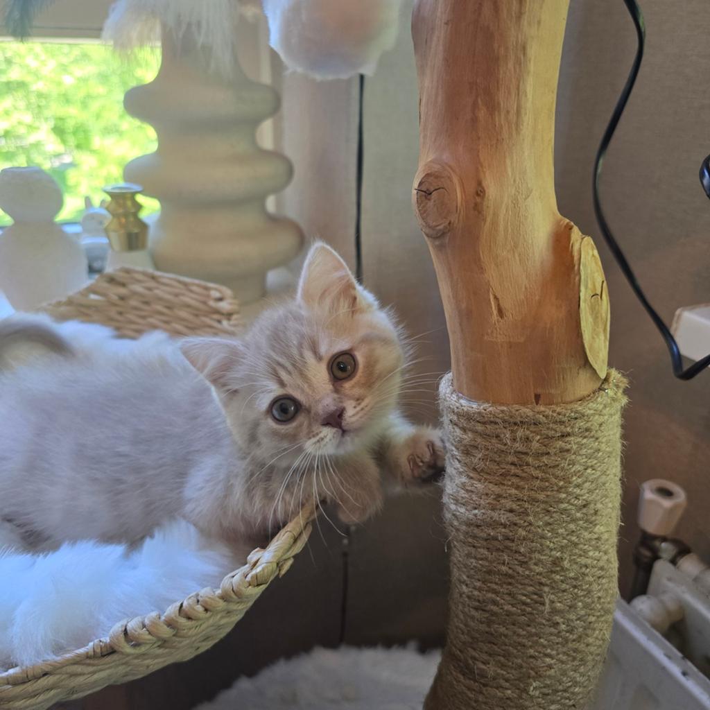 Britse Korthaar Kittens, Dieren en Toebehoren, Meerdere dieren, Kortharig
