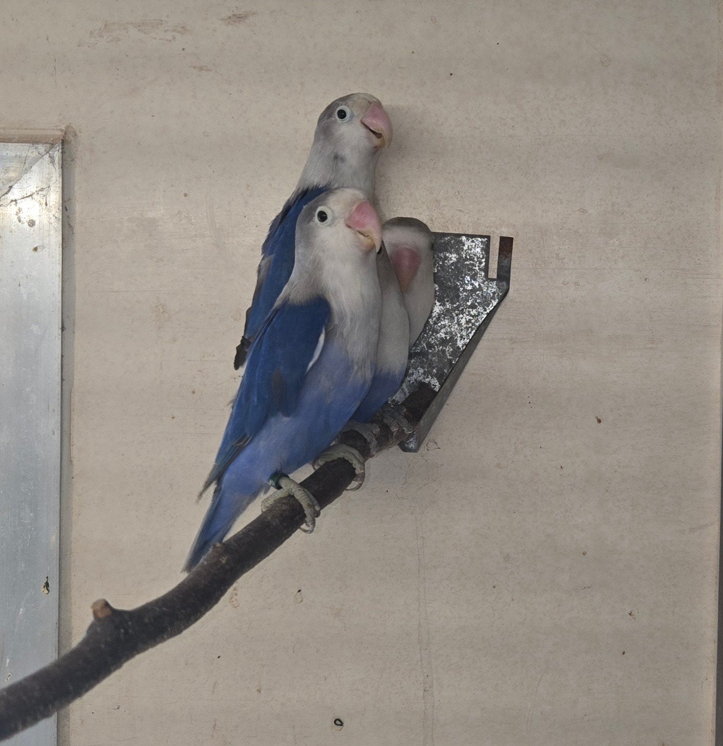 4 prachtige violet fischeri's te koop, Meerdere dieren, Dwergpapegaai of Agapornis, Geringd