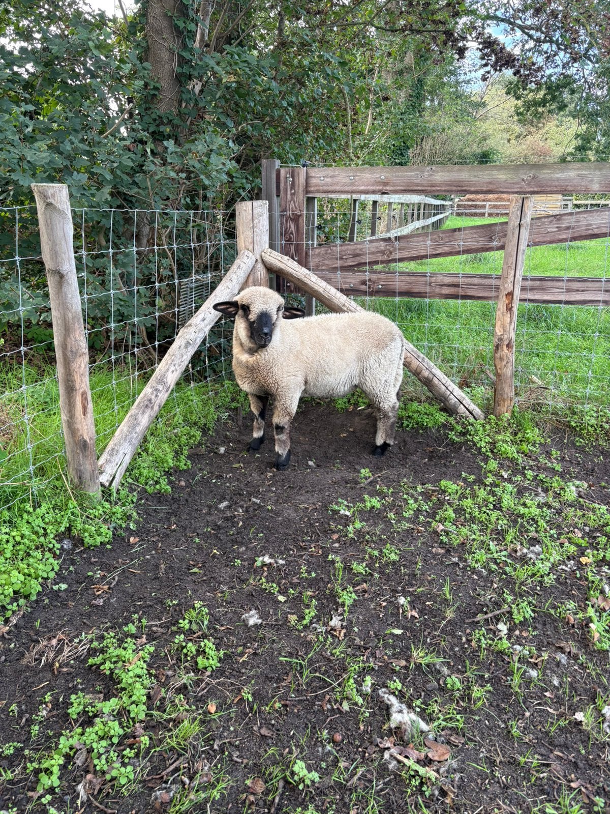 Hampshire down ram, Dieren en Toebehoren, Mannelijk, Schaap