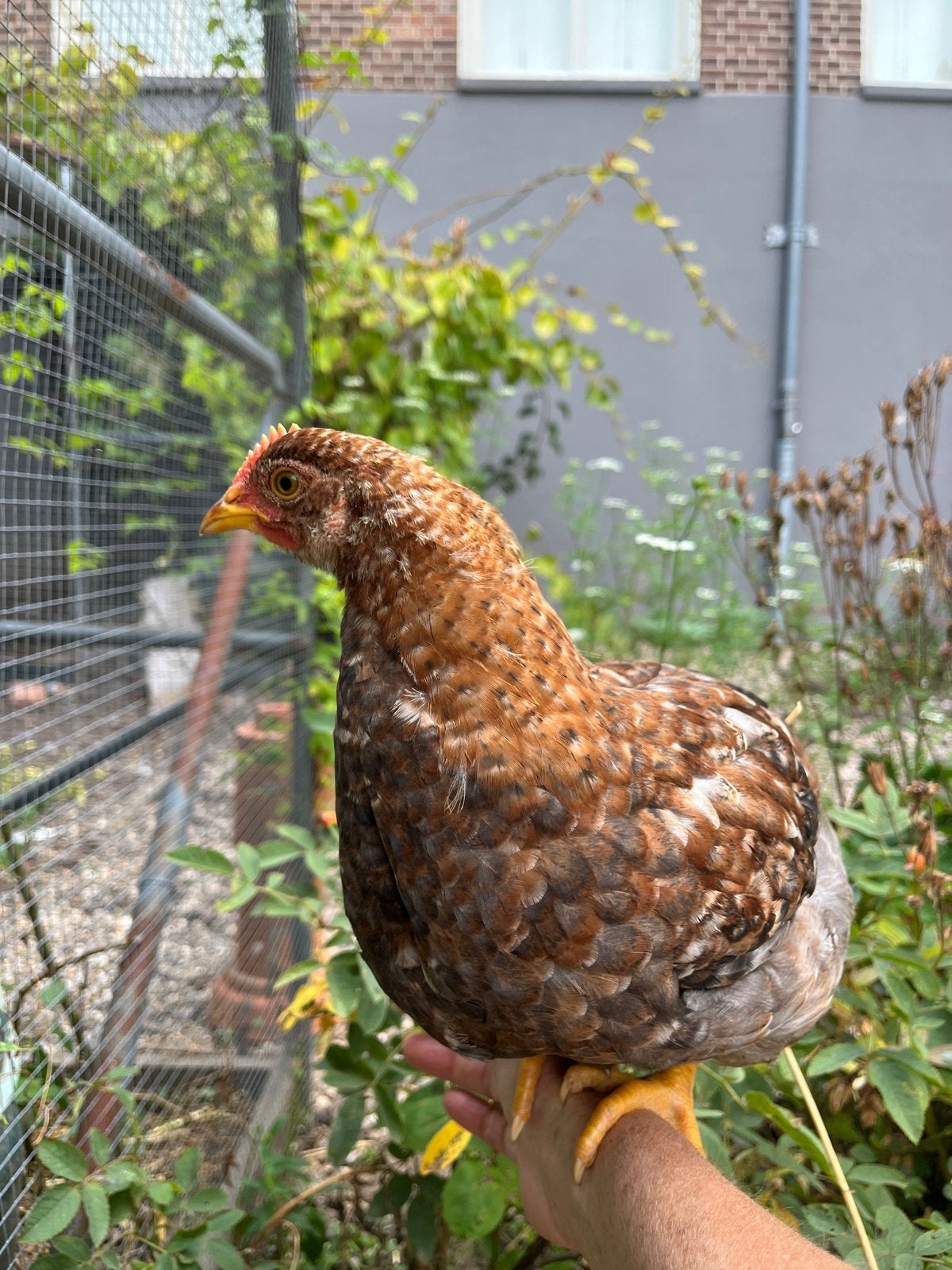 Cream Legbar haantje. Super tam en gezellig, Dieren en Toebehoren, Pluimvee, Mannelijk, Kip