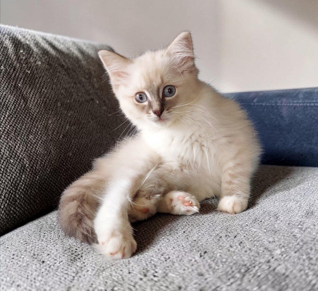 Ragdoll kittens katertje, Dieren en Toebehoren, Meerdere dieren, Ontwormd, 0 tot 2 jaar