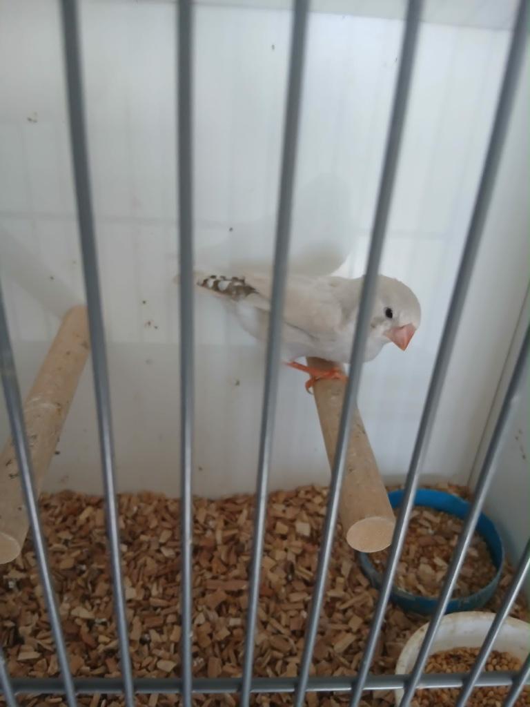 Te koop, Geslacht onbekend, Tropenvogel, Geringd