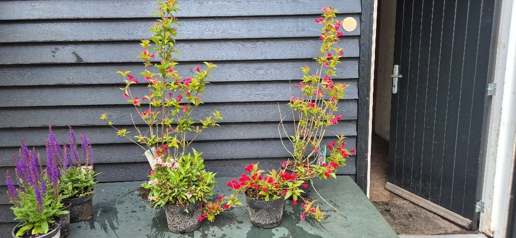 weigelia in soorten, Volle zon, Vaste plant, Lente, Ophalen
