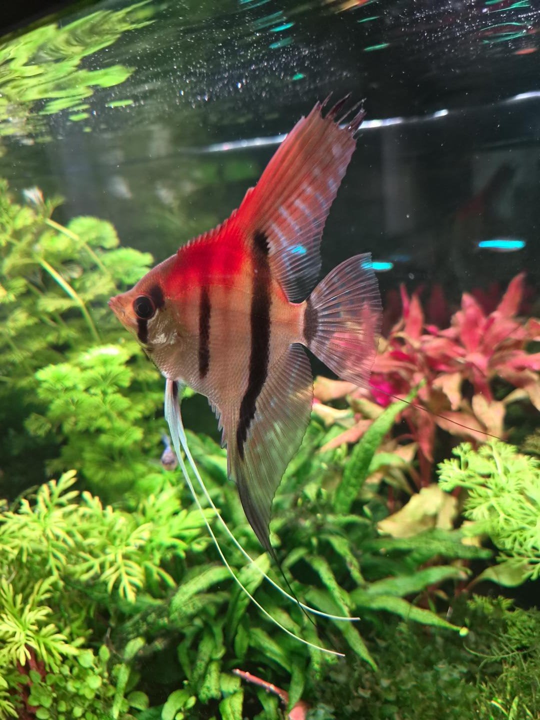 gezocht vrouwelijke Manacapuru maanvis / Pterophyllum scalar, Vis