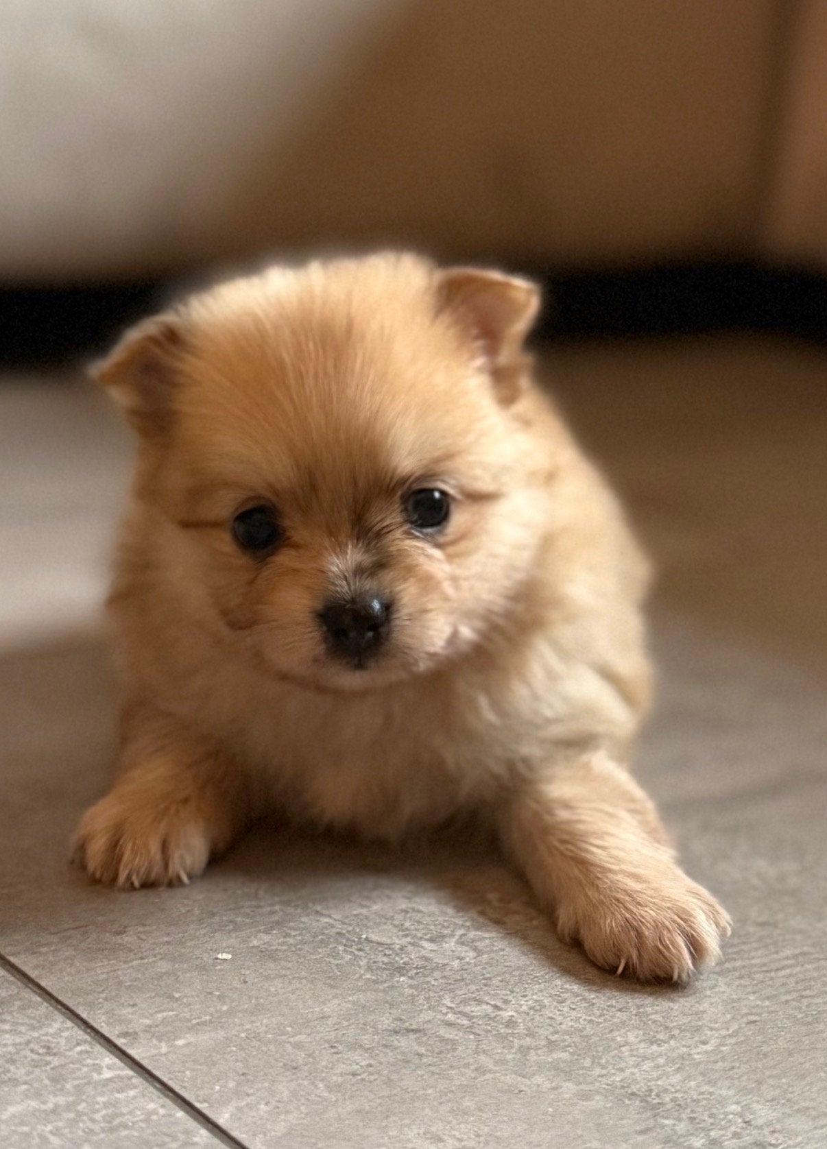 Pomchi pup❤️, CDV (hondenziekte), 8 tot 15 weken, Meerdere, Nederland