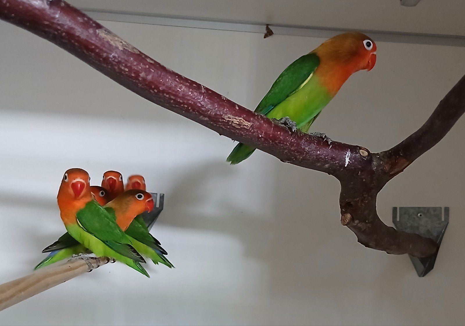 Agapornis fischeri...6 st. uit 1 nest, Dieren en Toebehoren, Vogels | Parkieten en Papegaaien, Geslacht onbekend, Dwergpapegaai of Agapornis