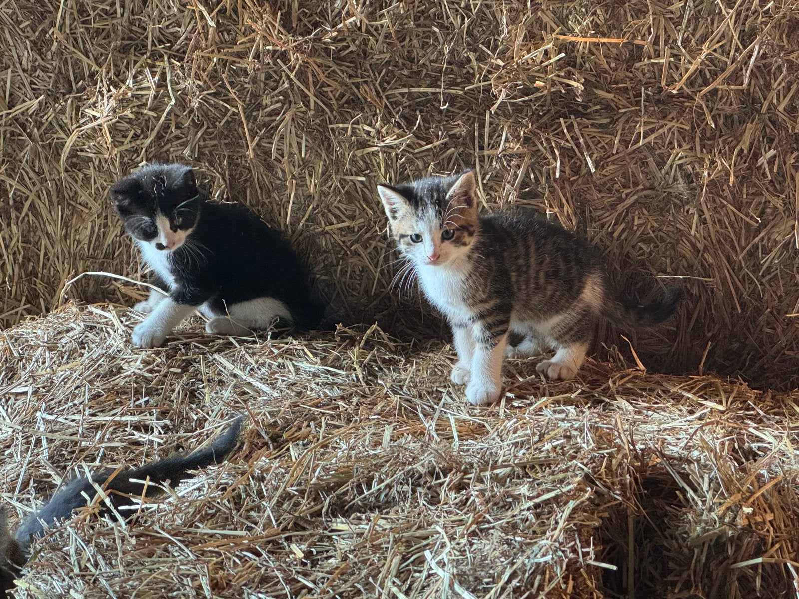 Boerderij kittens, Kater, Kortharig, 0 tot 2 jaar