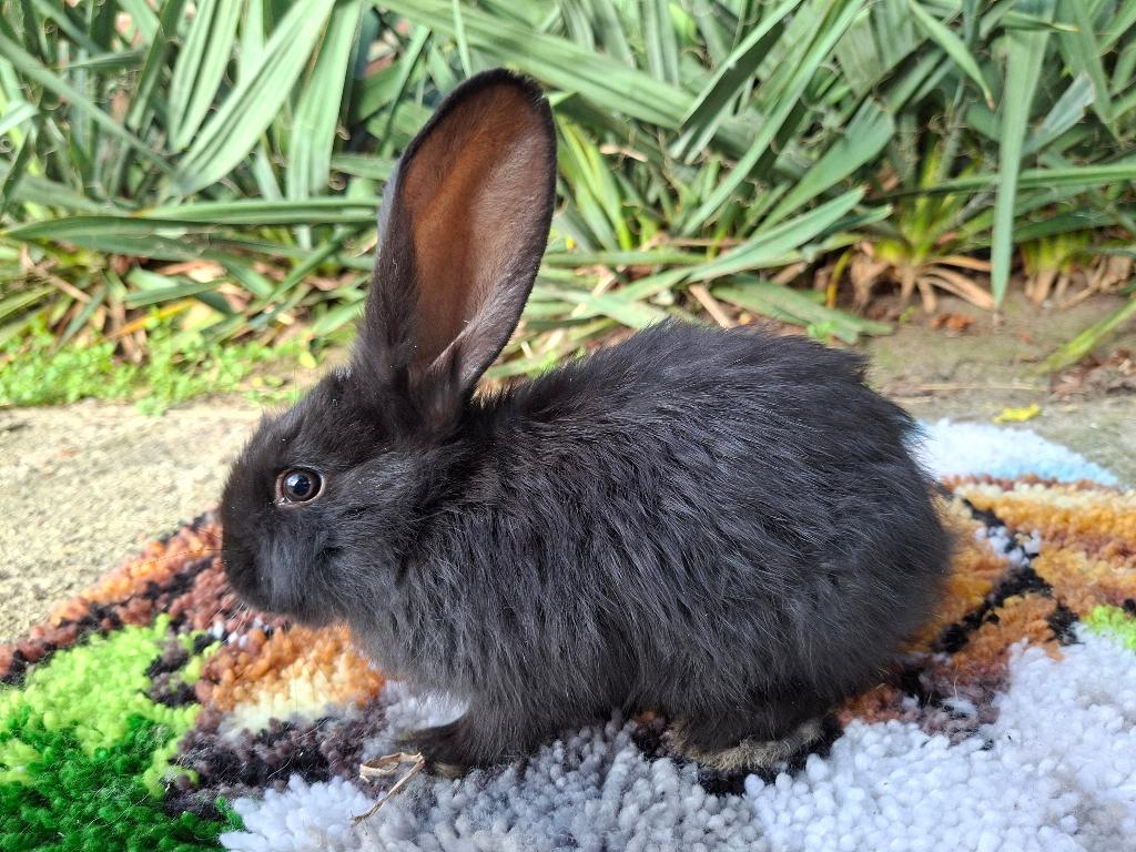 Duitse Reus, Dieren en Toebehoren, Konijnen, Mannelijk, Groot, 0 tot 2 jaar