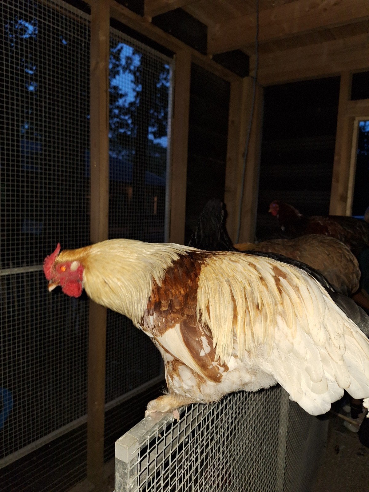 hanen, Dieren en Toebehoren, Pluimvee, Mannelijk, Kip