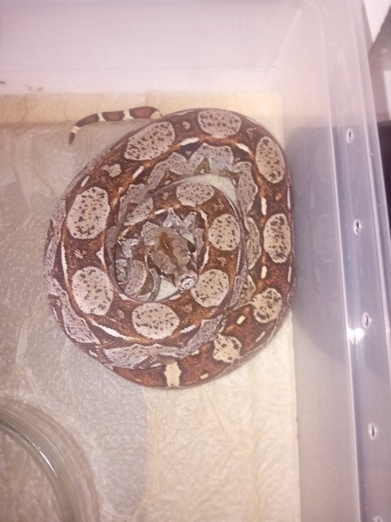 Verschillende jonge boa constrictor imperator te koop Boa Constrictor photo 8
